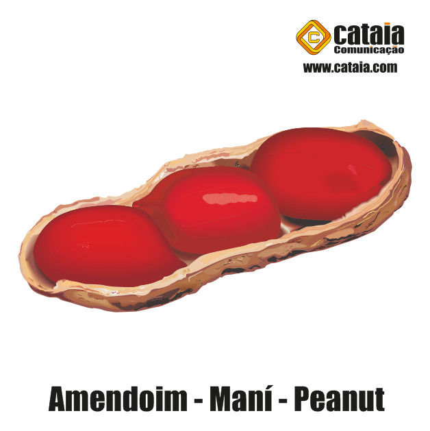 Amendoim - Maní - Peanut